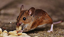 24 Hour & Emergency Exterminators in Lands End, WI